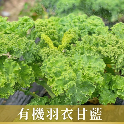 有機羽衣甘藍蔬菜箱/10包