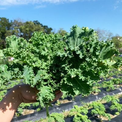 有機羽衣甘藍蔬菜箱/10包