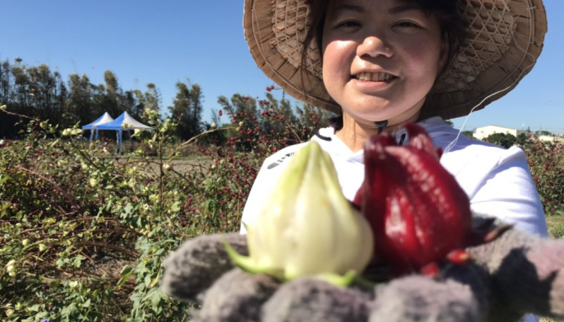 到大溪找紅寶石！ 首屆洛神花節28、29日登場