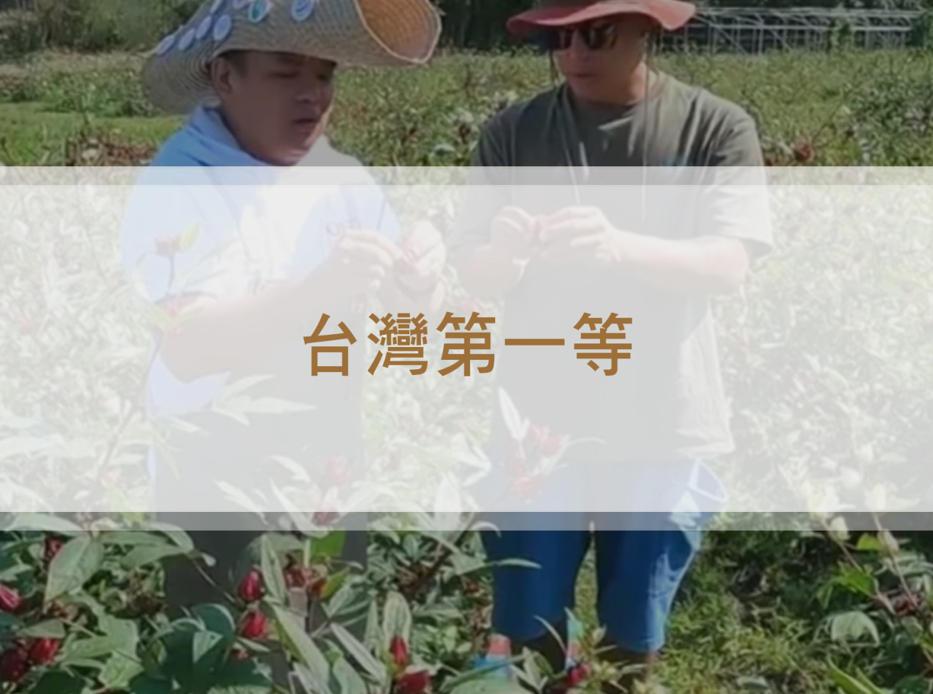 大溪田園中植物紅寶石 洛神花《台灣第一等》