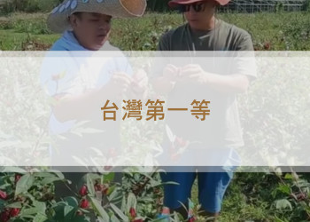 大溪田園中植物紅寶石 洛神花《台灣第一等》