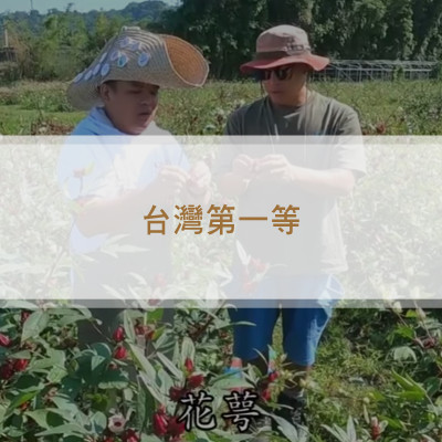 大溪田園中植物紅寶石 洛神花《台灣第一等》