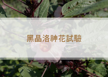 黑晶洛神花試驗
