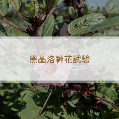 黑晶洛神花試驗