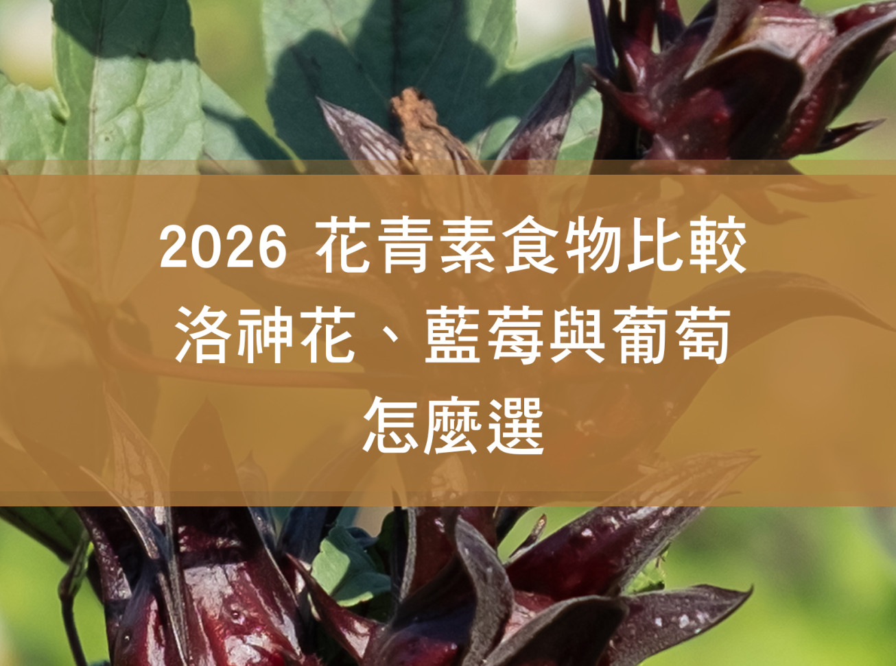 2026 花青素食物比較：洛神花、藍莓與葡萄怎麼選？