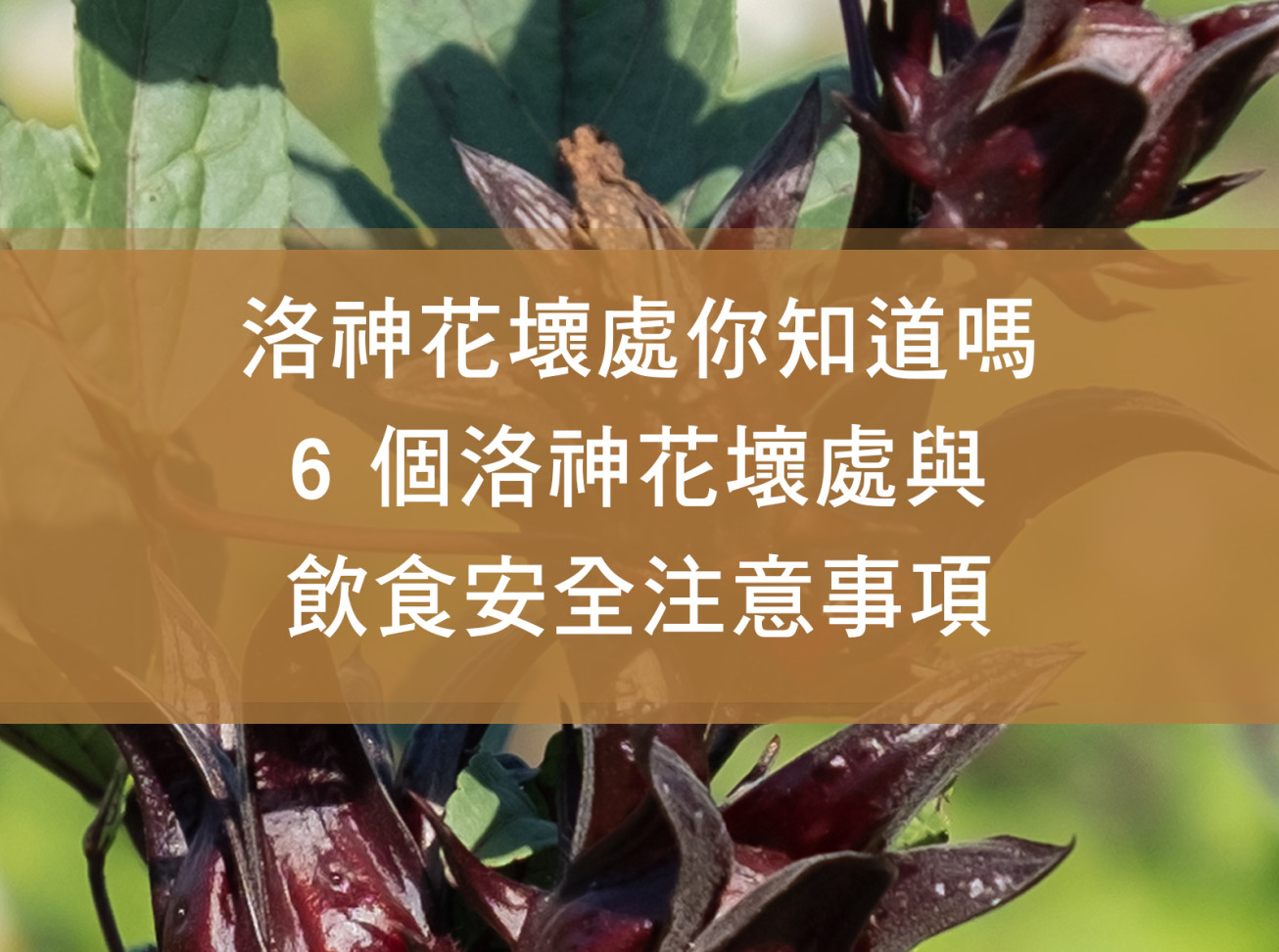 洛神花壞處你知道嗎？6 個洛神花壞處與飲食安全注意事項