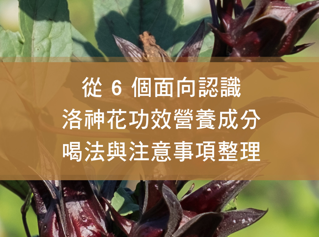 從 6 個面向認識洛神花功效：營養成分、喝法與注意事項整理