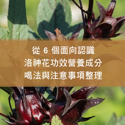從 6 個面向認識洛神花功效：營養成分、喝法與注意事項整理