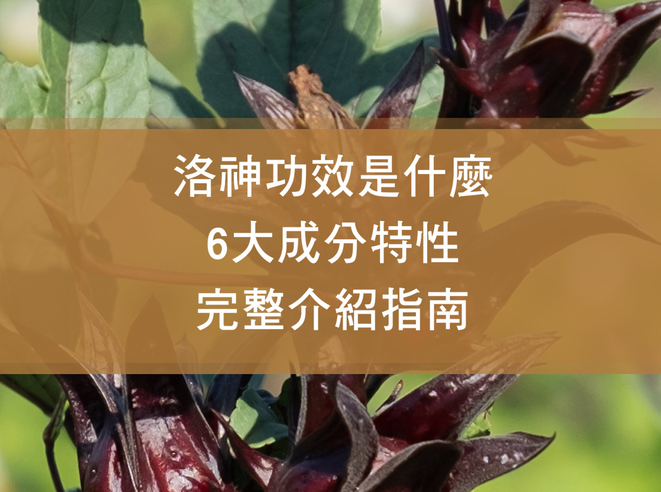 洛神功效是什麼？6大成分特性完整介紹指南