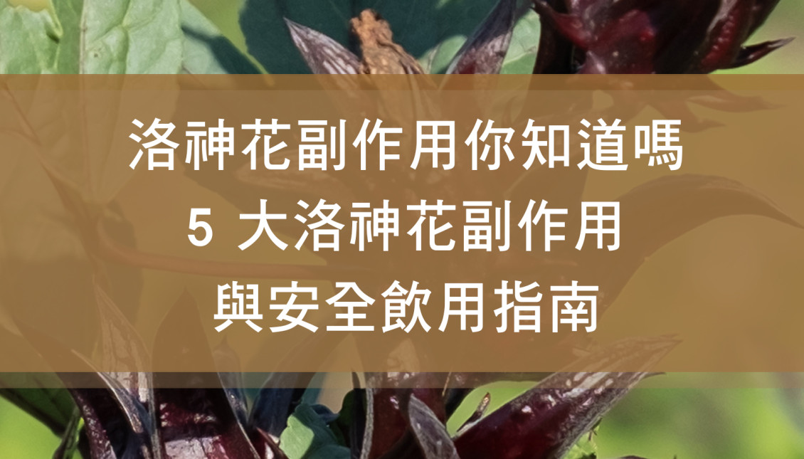洛神花副作用你知道嗎？5 大洛神花副作用與安全飲用指南