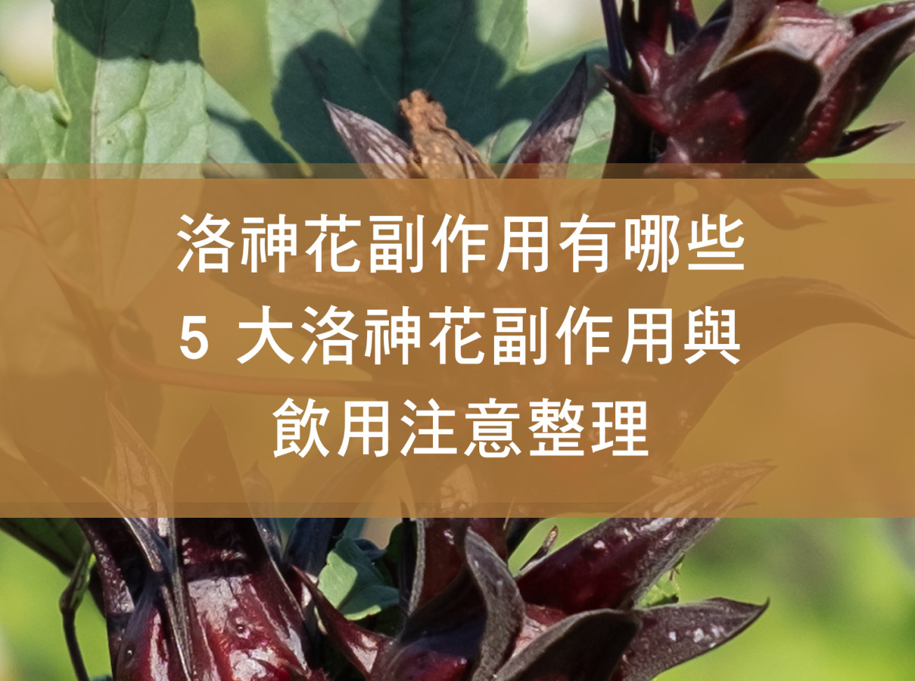 洛神花副作用有哪些？5 大洛神花副作用與飲用注意整理
