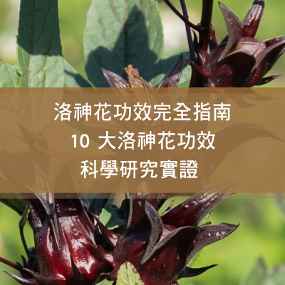 洛神花功效完全指南！10 大洛神花功效科學研究實證