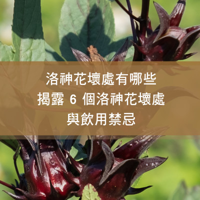洛神花壞處有哪些？揭露 6 個洛神花壞處與飲用禁忌