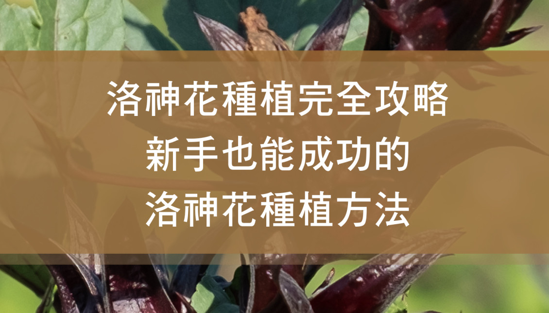 洛神花種植完全攻略！新手也能成功的洛神花種植方法