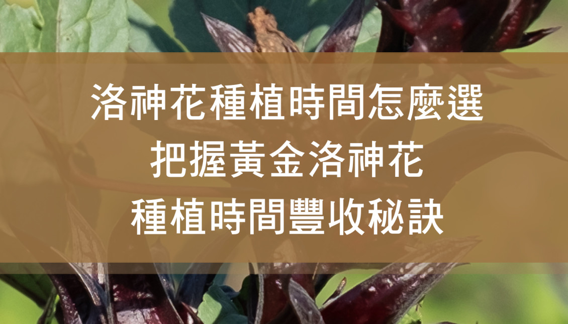 洛神花種植時間怎麼選？把握黃金洛神花種植時間豐收秘訣