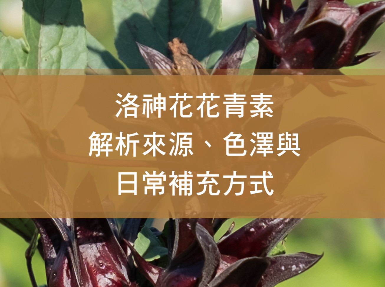 洛神花花青素解析：來源、色澤與日常補充方式