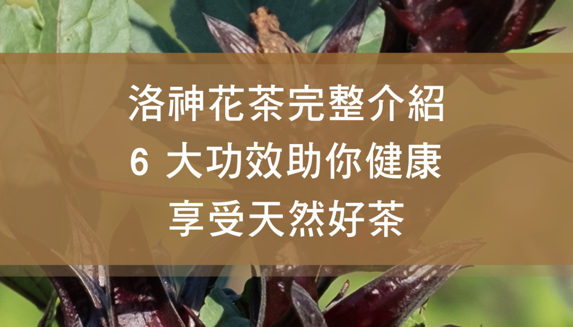 洛神花茶完整介紹：6 大功效助你健康享受天然好茶