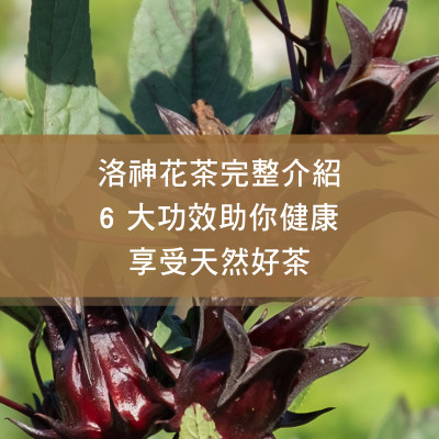 洛神花茶完整介紹：6 大功效助你健康享受天然好茶
