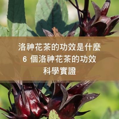 洛神花茶的功效是什麼？6 個洛神花茶的功效科學實證