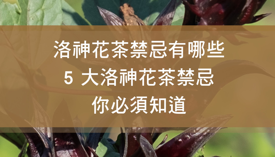 洛神花茶禁忌有哪些？5 大洛神花茶禁忌你必須知道