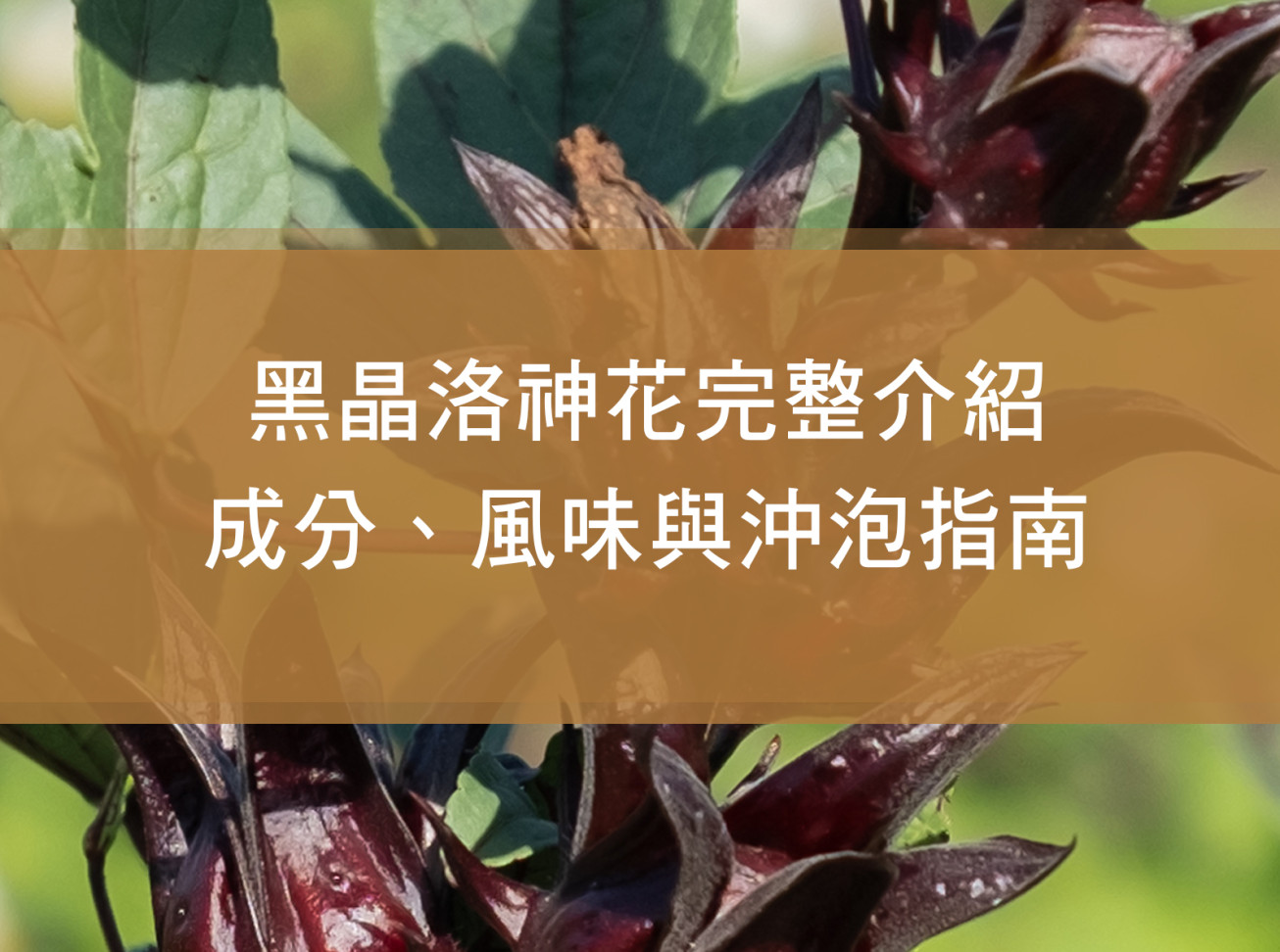 黑晶洛神花完整介紹：成分、風味與沖泡指南