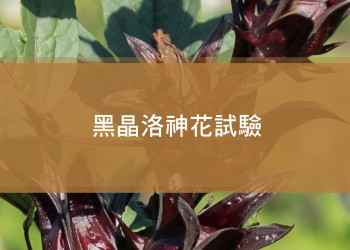 黑晶洛神花試驗