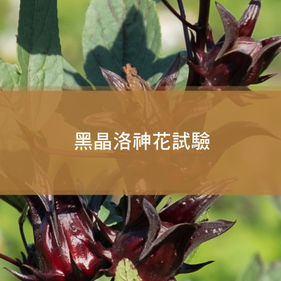 黑晶洛神花試驗