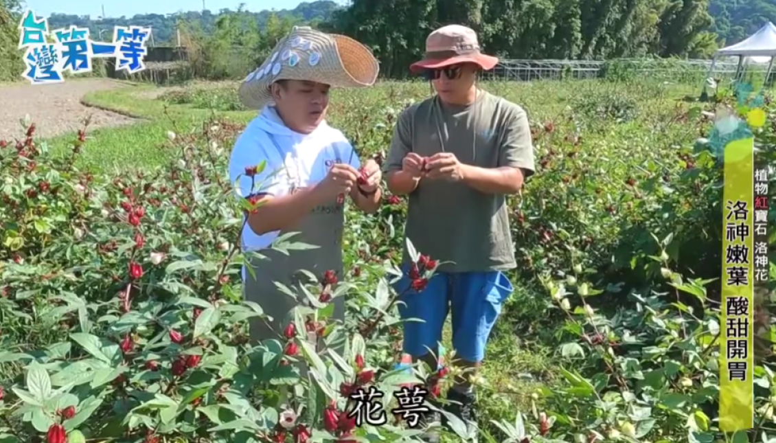 大溪田園中植物紅寶石 洛神花《台灣第一等》